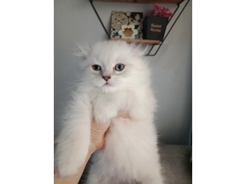 Erkek bebeklerim british longhair teslime hazır