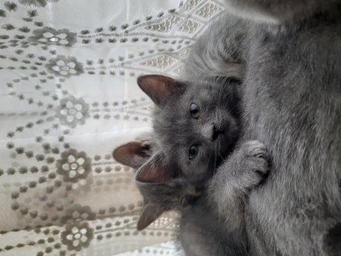 60 günlük russian blue