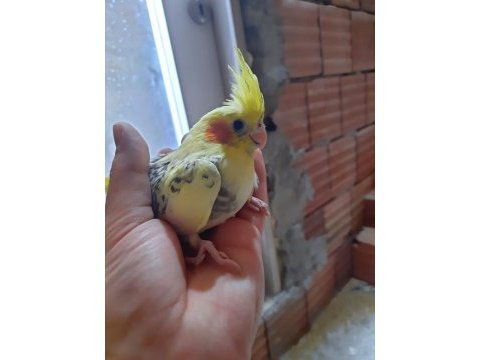 Sağlıklı sultan papağanları