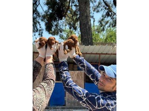 Toy poodle yavrularımız ruhsatlı çiftliğinden
