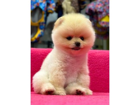 Pomeranian boo köpekler