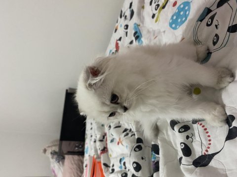 Tatlı scottish fold kedimiz