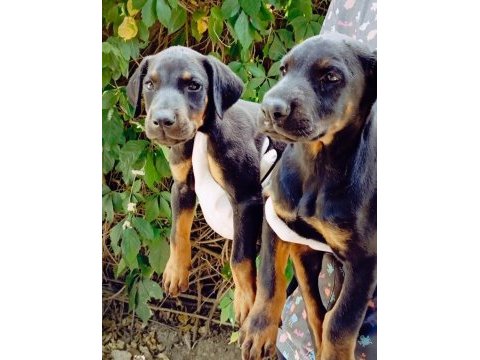 Irk ve sağlık garanti doberman yavrularımız