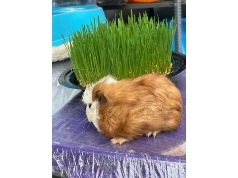 Guinea pig ler bebek