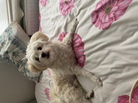 Oyuncu 8 aylık erkek maltipoo