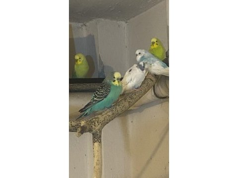 Jumbo kırığı yerli muhabbet kuşu erkekler