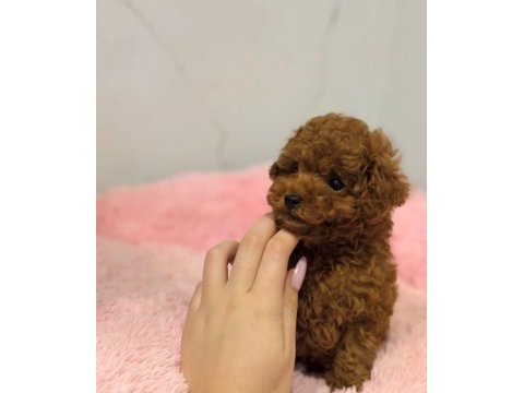 Kaliteli toy poodle