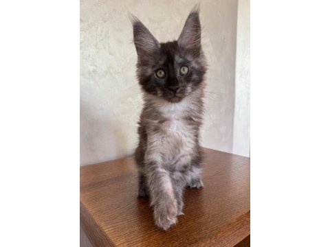 Dev black smoke erkek maine coon