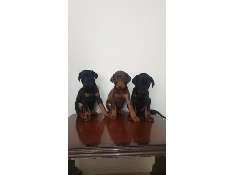 Saf kan scr doberman yavruları