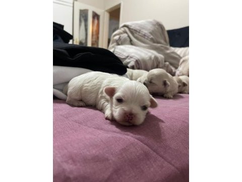 Acil sahiplendirilecek yavru 0 beden pekinez köpekler
