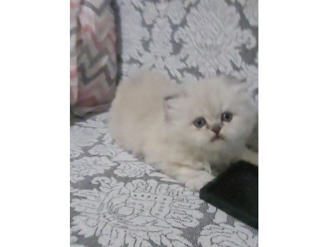 British longhair blue point dişi bebek