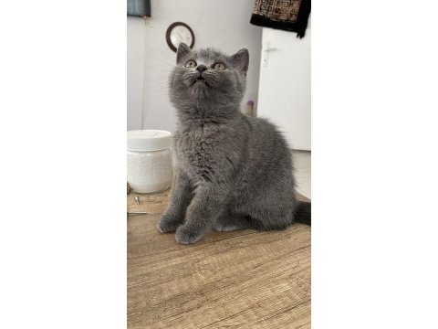 British shorthair kitten