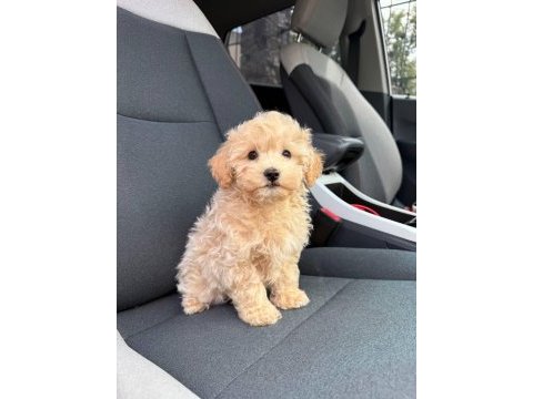 Eğitimli maltipoo yavrular