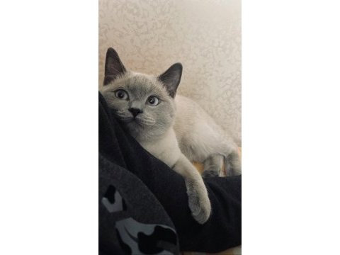 British shorthair blue point oğlumuza eş arıyoruz