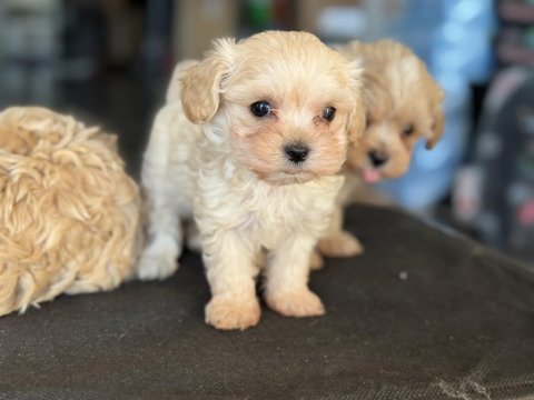 Show kalite kore maltipoo yavrularımız