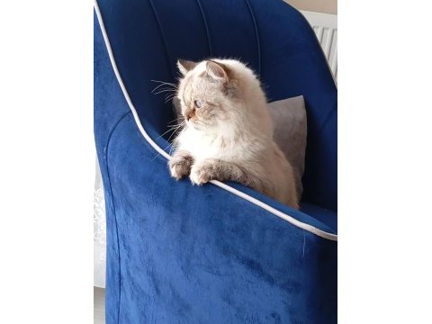 British longhair blue point 2 yaşında