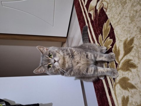 Ücretsiz kısır kedimi sahiplendiriyorum