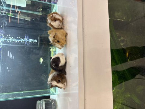 Ginepig yavruları citypetshop