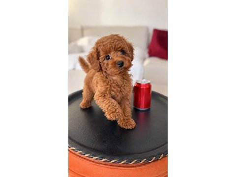 Safkan toy poodle