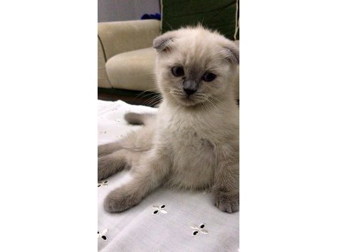 Minik scottish fold erkeğimize yeni yuva