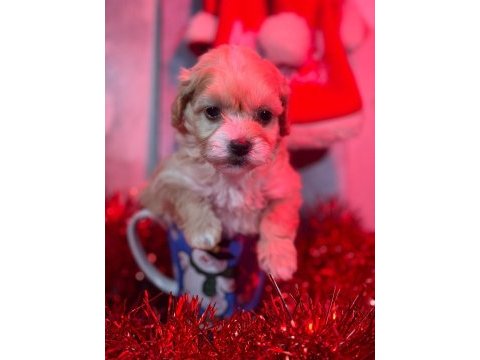 3 kg garantili maltipoo bebeklerimiz