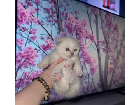 Scottish fold kedisi