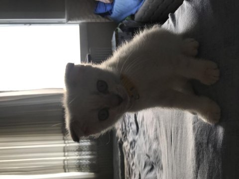 65 günlük scottish fold yavrular