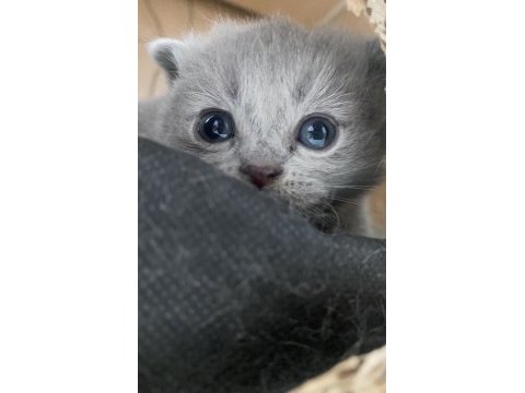 Scottish fold yavrularımız yuva arıyor