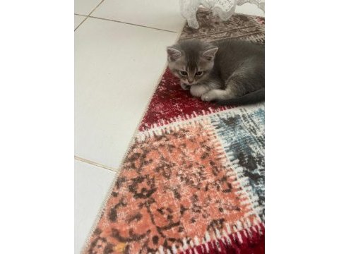 Yavru kedilerimiz - anne rus baba scottish fold