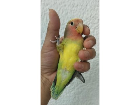 Acil sevda papağanı