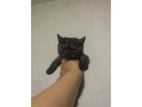 British shorthair yavru kedilerimiz