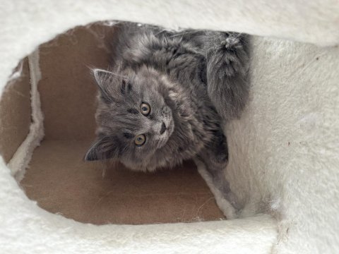 Erkek ve dişi cins yavru british longhair kediler