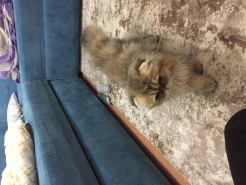 British longhair golden