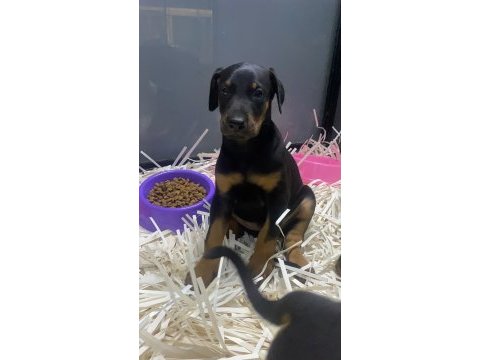 Aşılı ve aşısız estetikli veya estetiksiz doberman bebekler