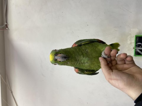 Full evcil sarı alın amazon papağanı
