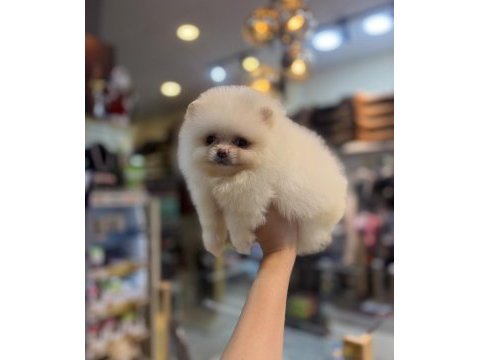 Pomeranian dişi yavrumuz
