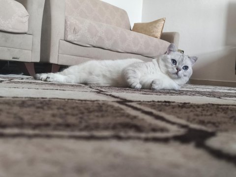 2 yaşında şecereli british shorthair kedimiz (pars)