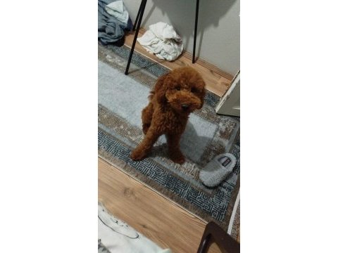 Köpeğimin acil sahiplendirilmesi gerekiyor