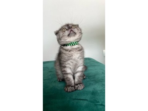 Safkan scottish fold ankara