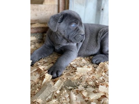 Üst seviye cane corso yavruları