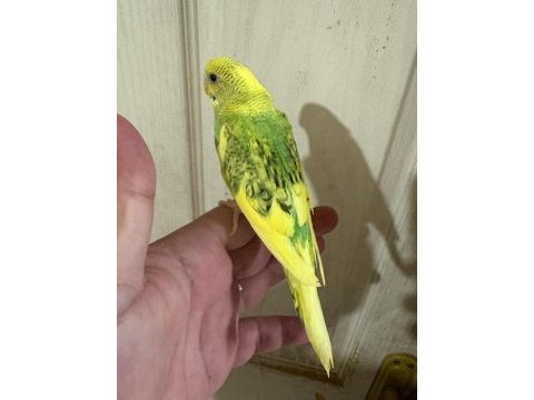 30 günlük konuşturmalık bebek muhabbet kuşu