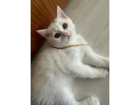 British shorthair
