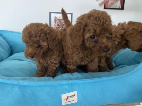 Petmode köpek çiftliğinde ziyarete açık toy poodle