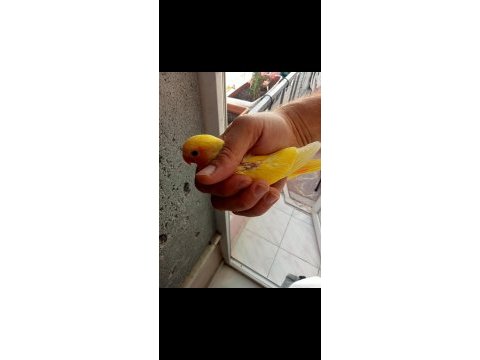 Sevda yavruları tam alıştırmalık konuşturmalık