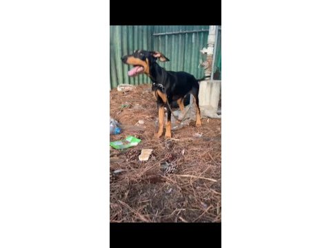 4 aylık saf kan doberman