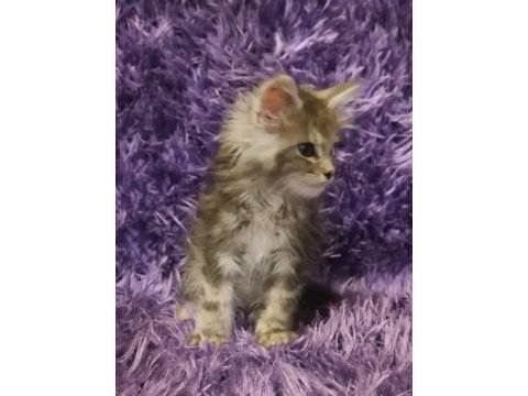 Maine coon yavrularımız