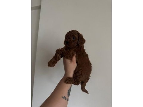 En koyu renk aşılı kore poodle yavrular