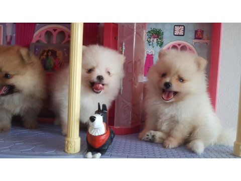 Pomeranian boo