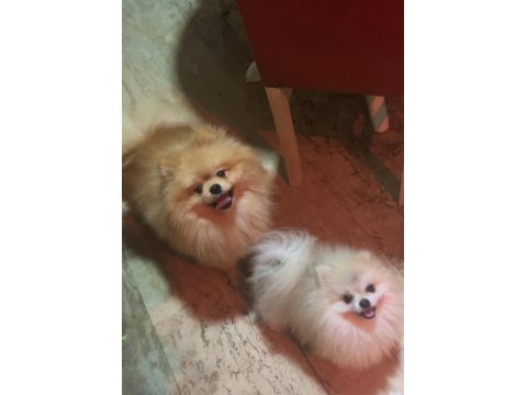 Uygun yetişkin erkek pomeranian boo
