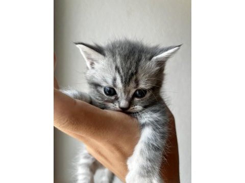 Tricolour british shorthair dişi 40 günlük